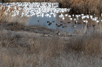 Snow Geese, Ft. Boise WMA