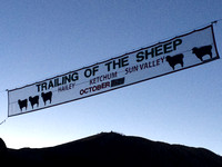 Trailing of the Sheep Festival 2015